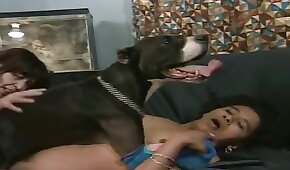 latina,sexo de cachorro