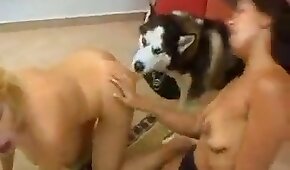 sexo de cachorro,animal fode garota
