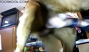 sexo de cachorro,fodendo com animais
